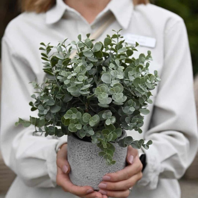 Eukalypthus im Topf (künstlich)